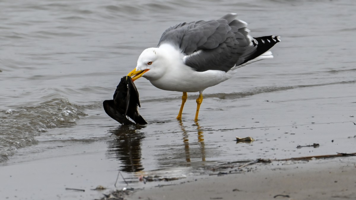 Gaviota Patiamarilla - ML614809179
