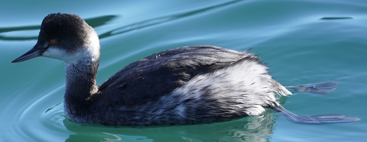 Eared Grebe - ML614809226