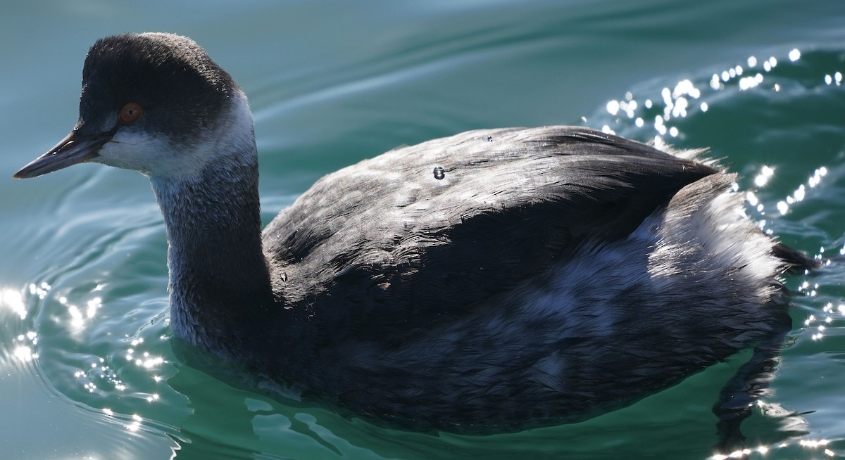 Eared Grebe - ML614809227