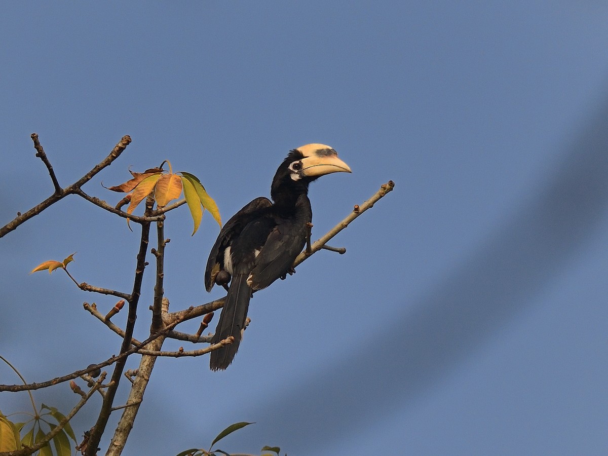 Oriental Pied-Hornbill - Bhaskar Mandal