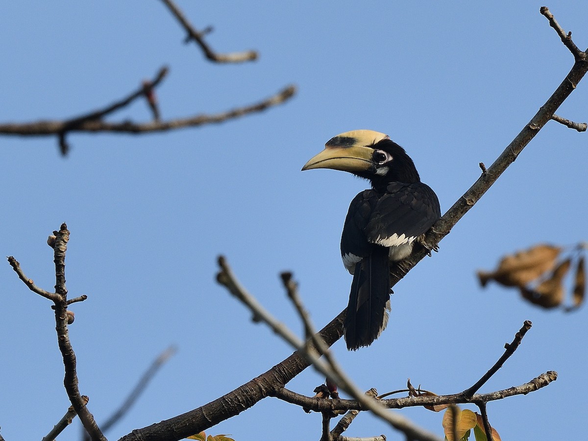 Oriental Pied-Hornbill - Bhaskar Mandal