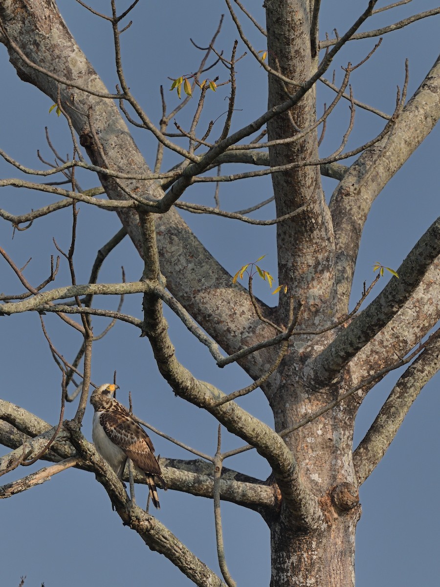 Crested Serpent-Eagle - Bhaskar Mandal