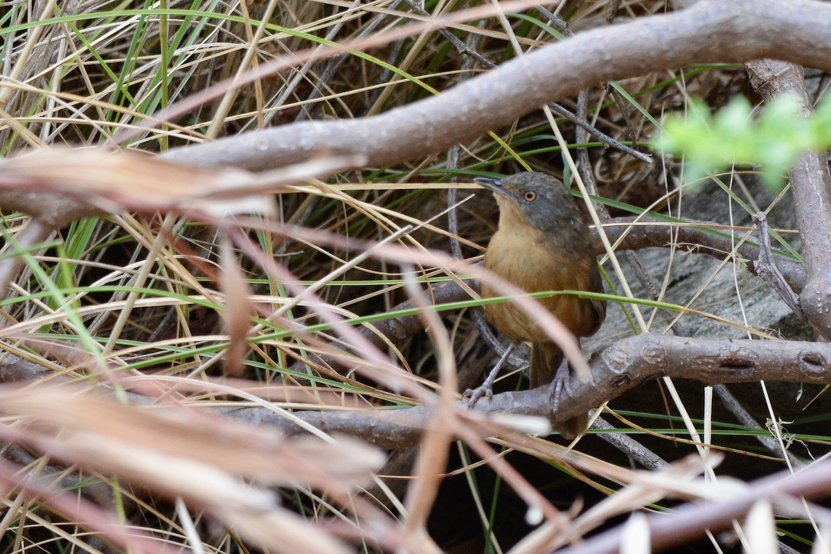 Victorin's Warbler - ML614809352