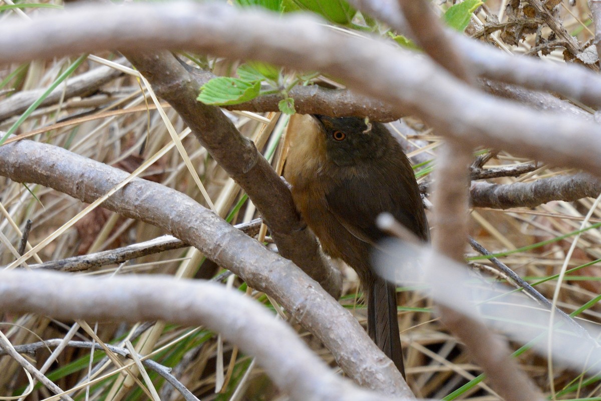 Victorin's Warbler - ML614809353