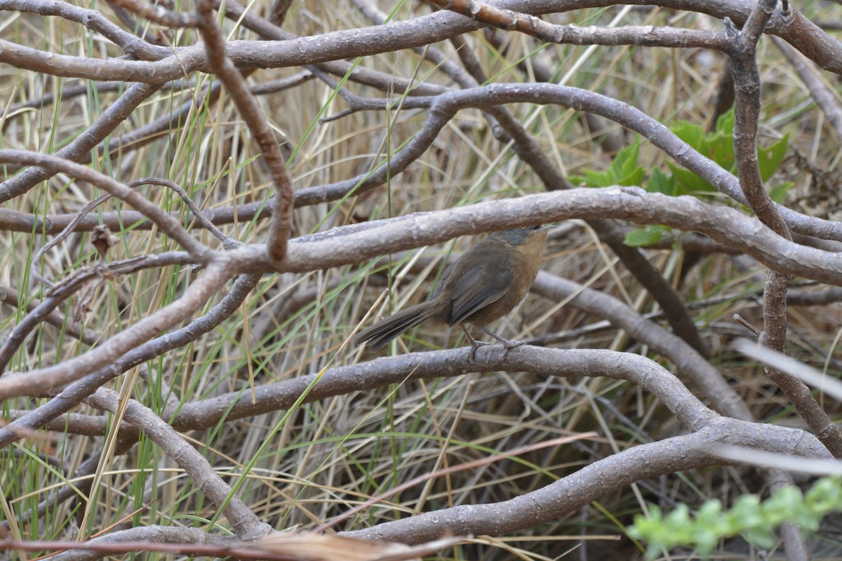 Victorin's Warbler - ML614809355