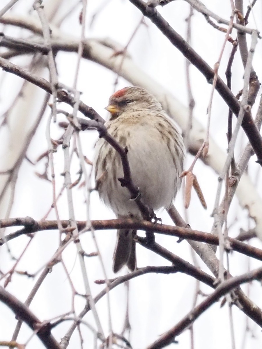 Common Redpoll - ML614809391