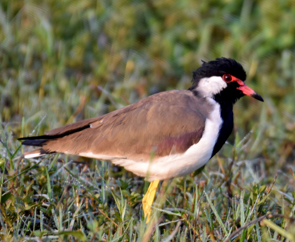 Red-wattled Lapwing - ML614809447