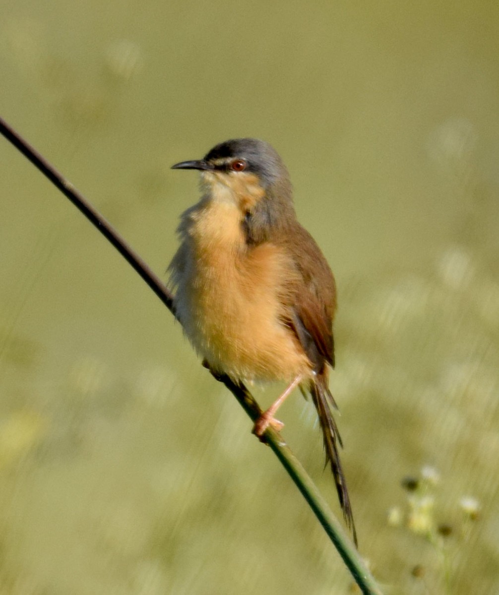 Ashy Prinia - ML614809461