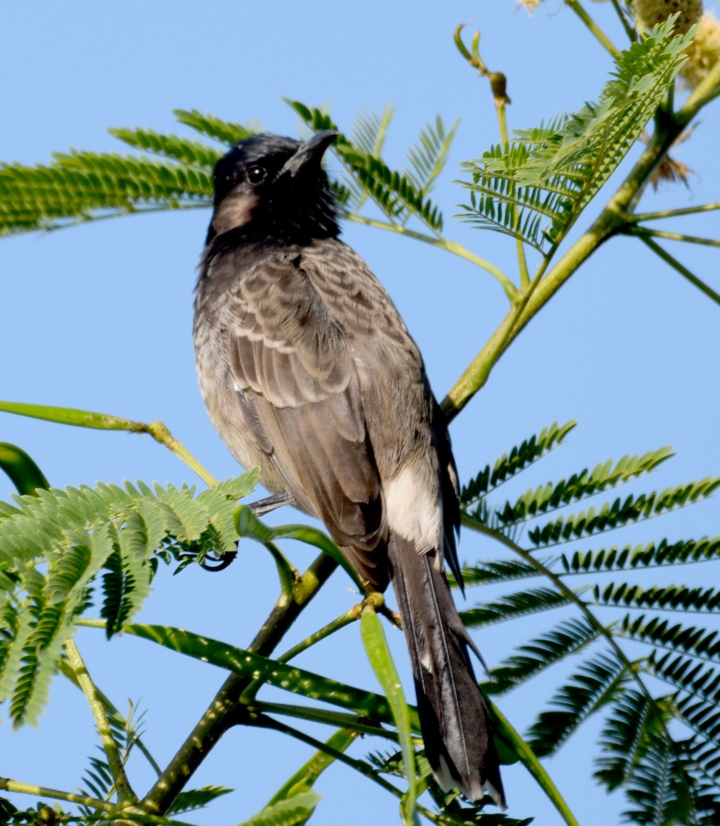 Bulbul à ventre rouge - ML614809478