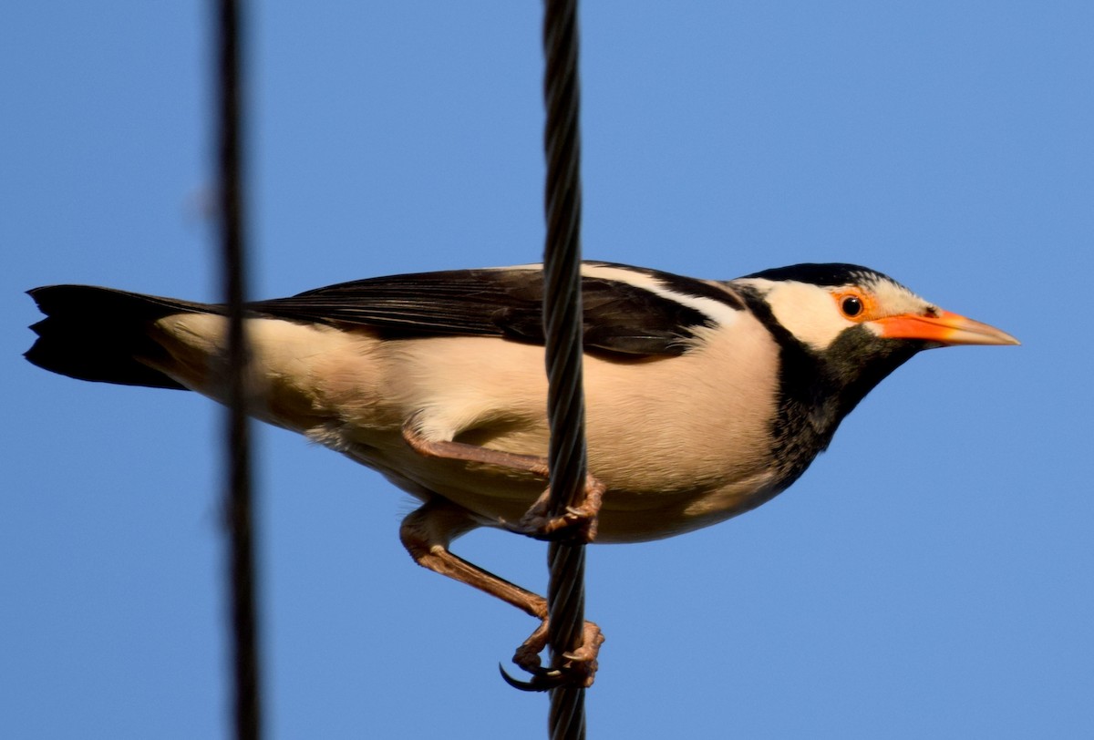 Indian Pied Starling - ML614809486