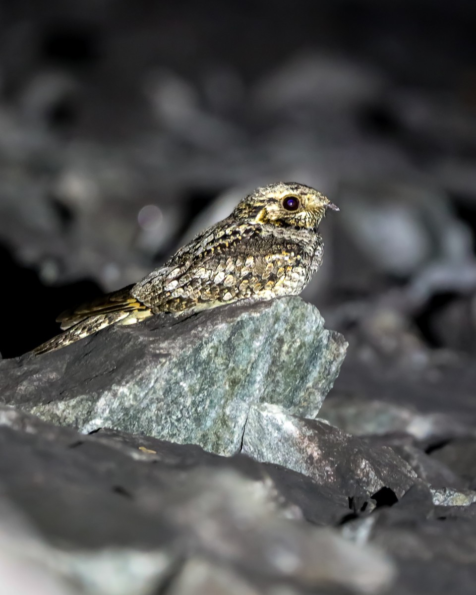 Jerdon's Nightjar - ML614809503