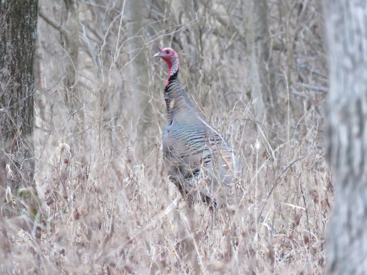 Wild Turkey - ML614809523