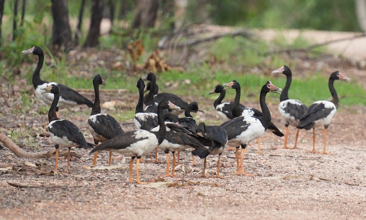 Magpie Goose - ML614809551