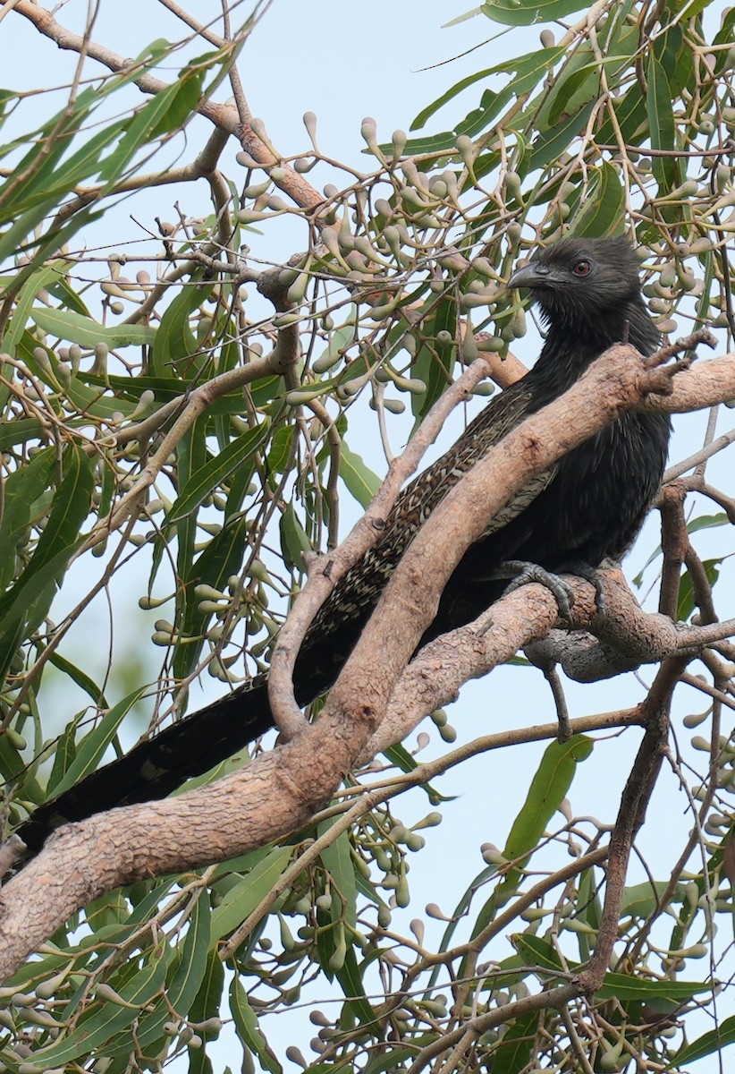 Pheasant Coucal - ML614809560