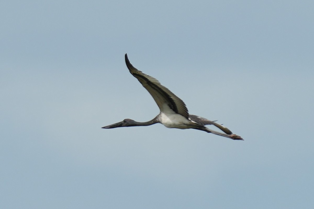 Black-necked Stork - ML614809570