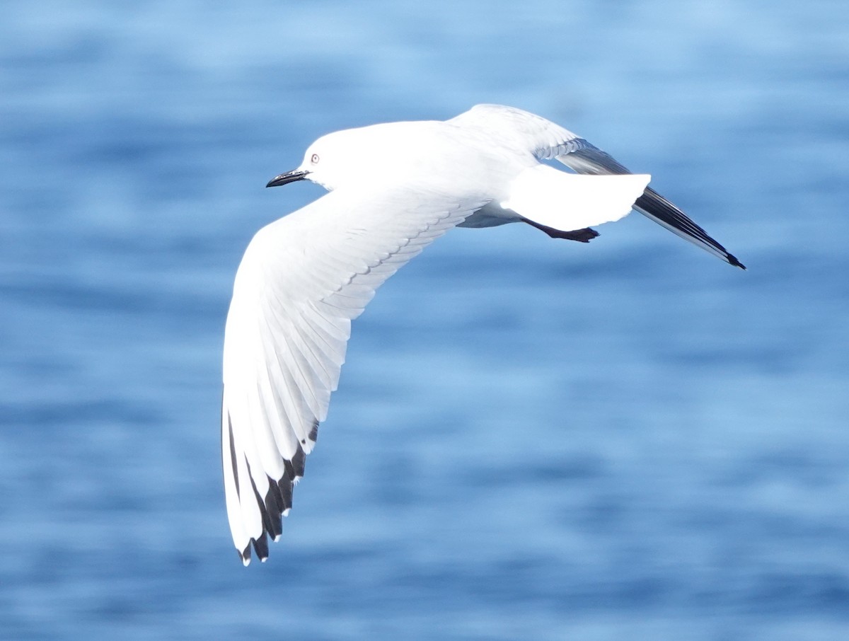 Gaviota Maorí - ML614809629