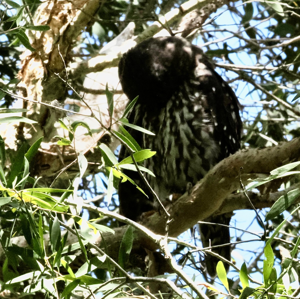 Barking Owl - ML614809692