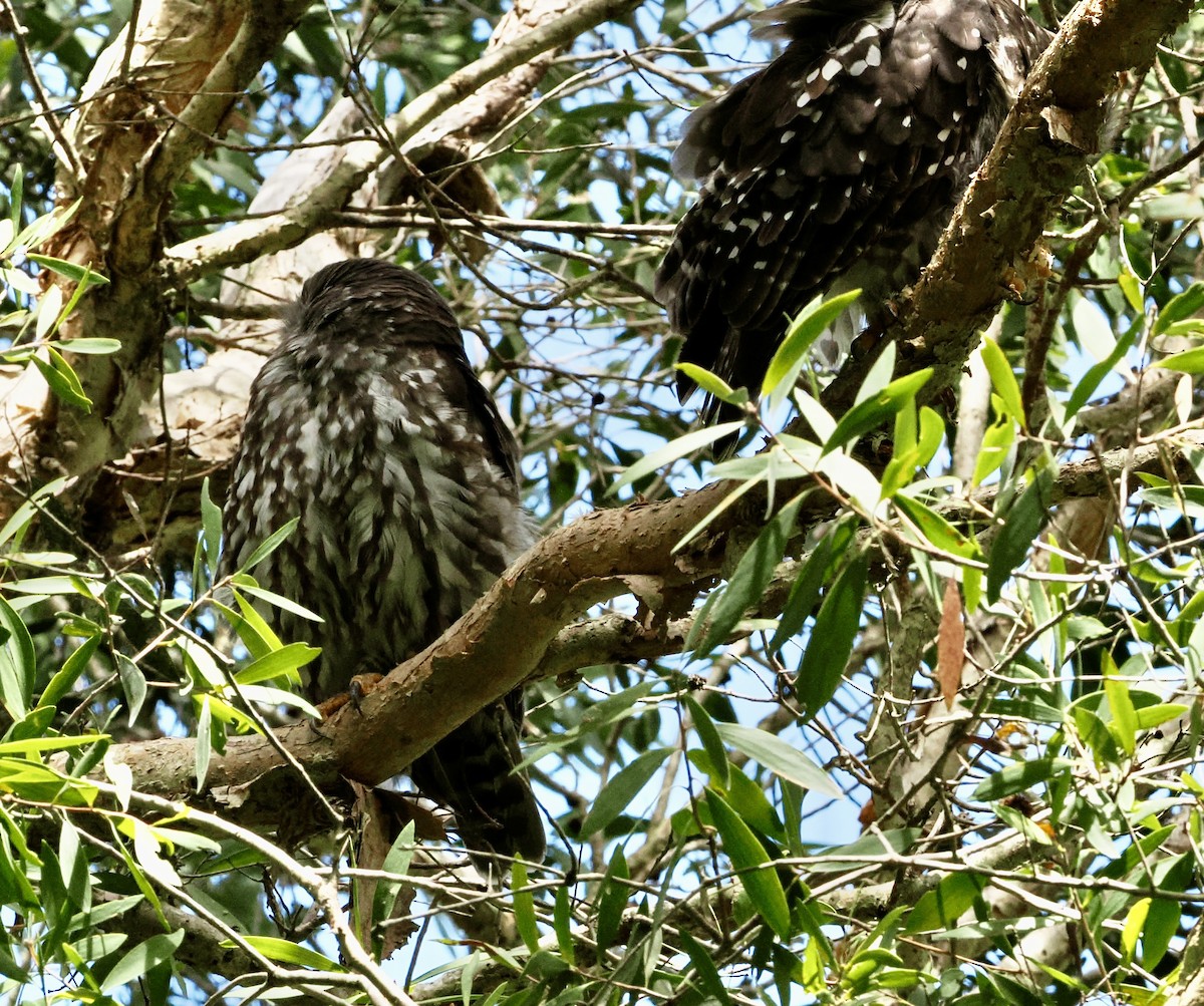 Barking Owl - ML614809693