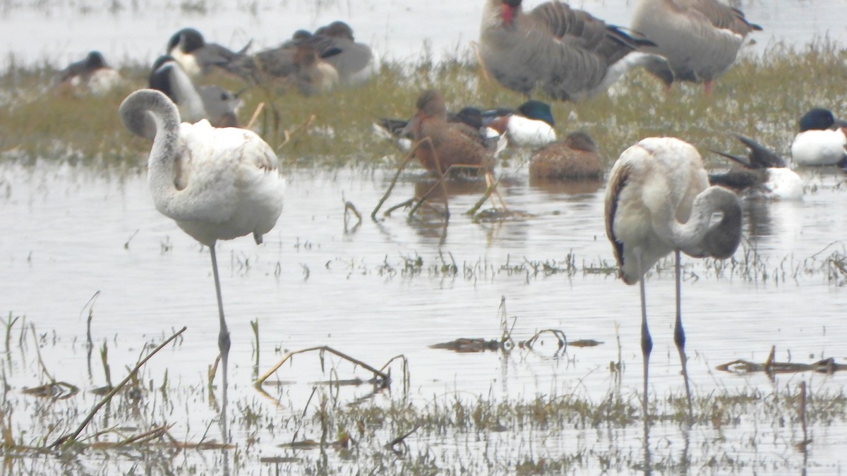 Greater Flamingo - ML614809743