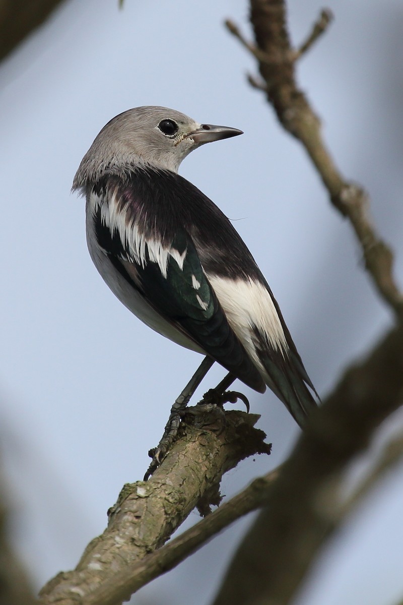 Daurian Starling - ML614809756