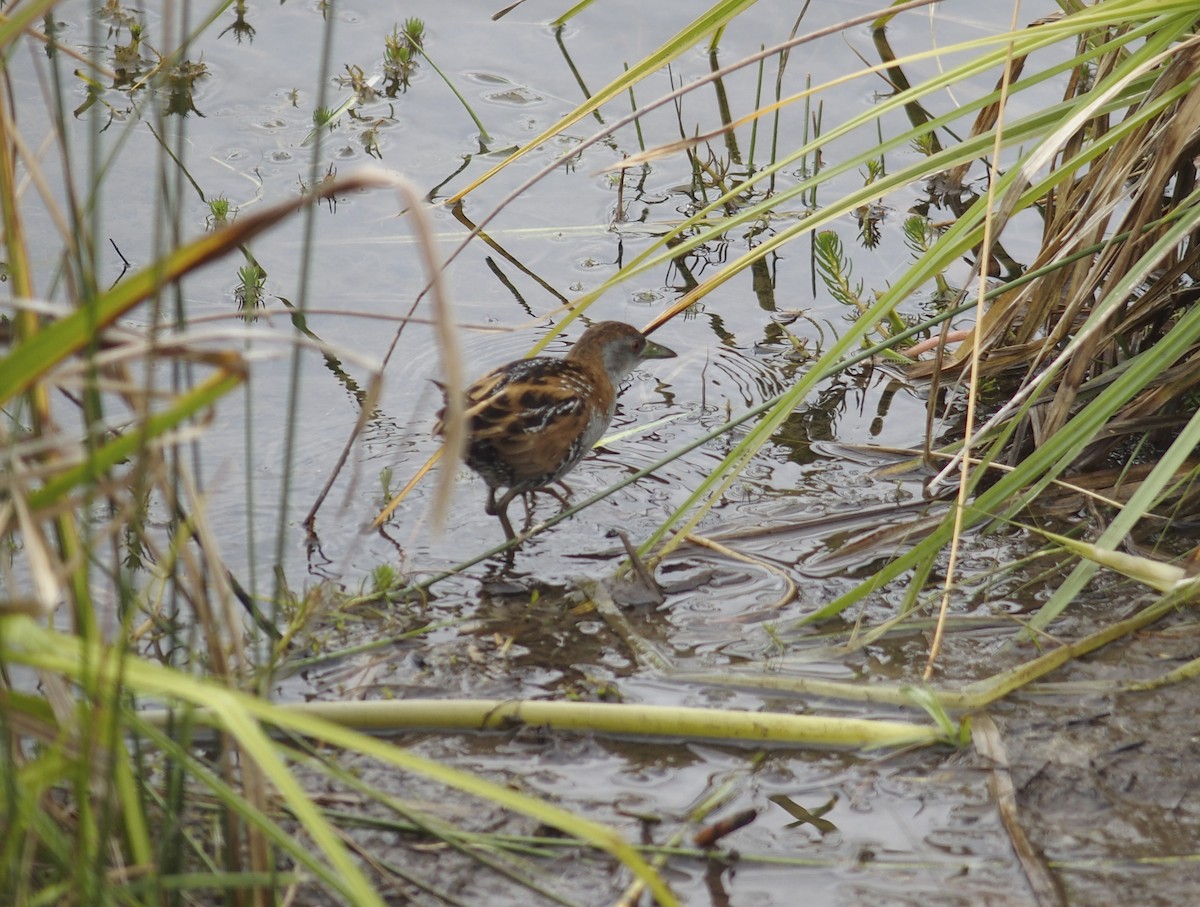 Baillon's Crake - ML614809763