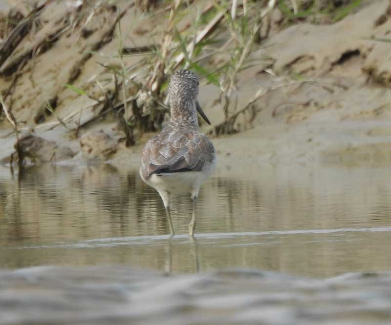 Common Greenshank - ML614809769