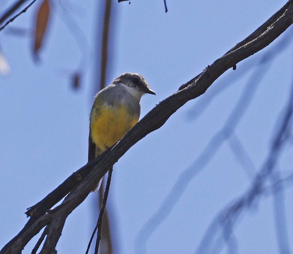 Western Yellow Robin - Julie Sarna