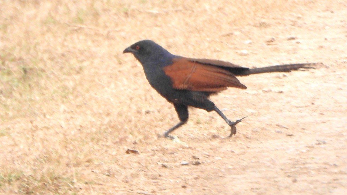 Greater Coucal - ML614809772