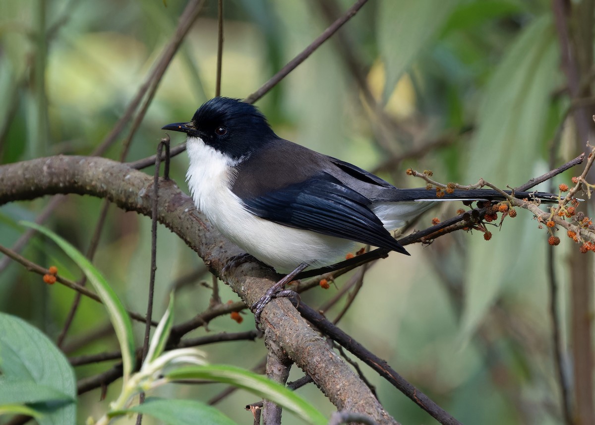 Black-backed Sibia - Ayuwat Jearwattanakanok