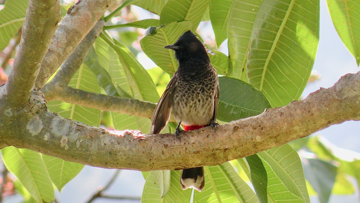 Red-vented Bulbul - ML614809869