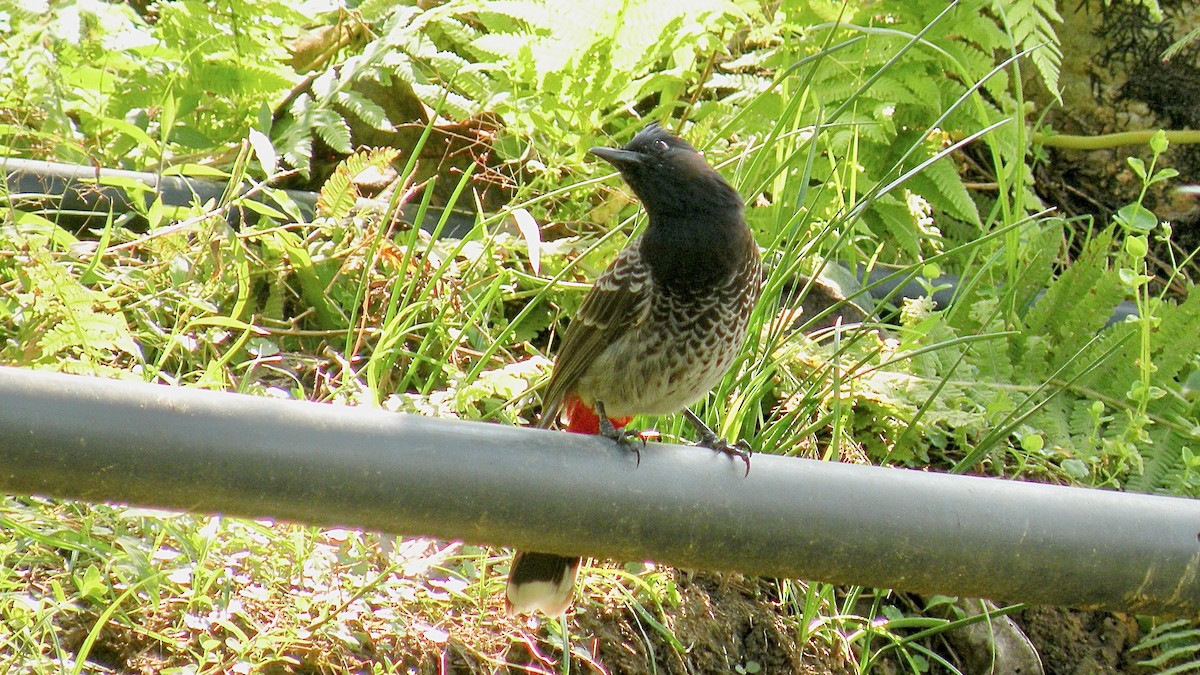 Red-vented Bulbul - ML614809870