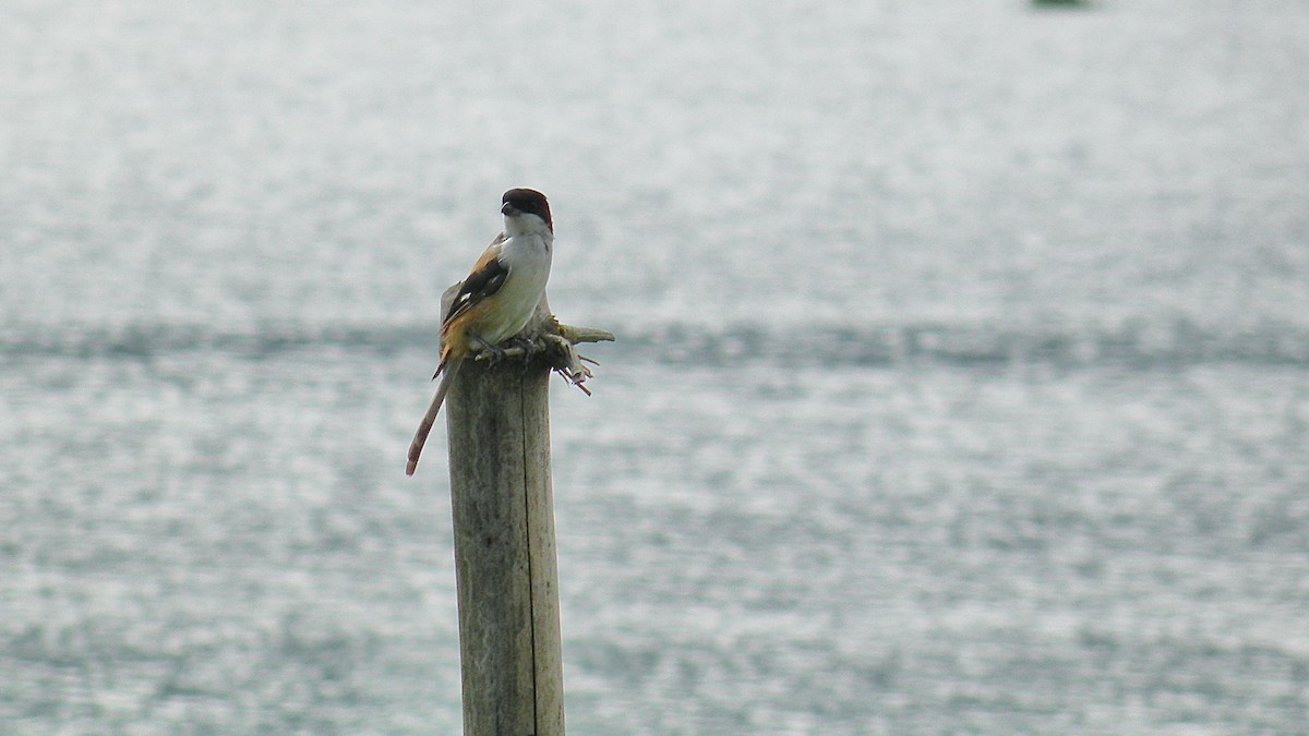 Long-tailed Shrike - ML614809871