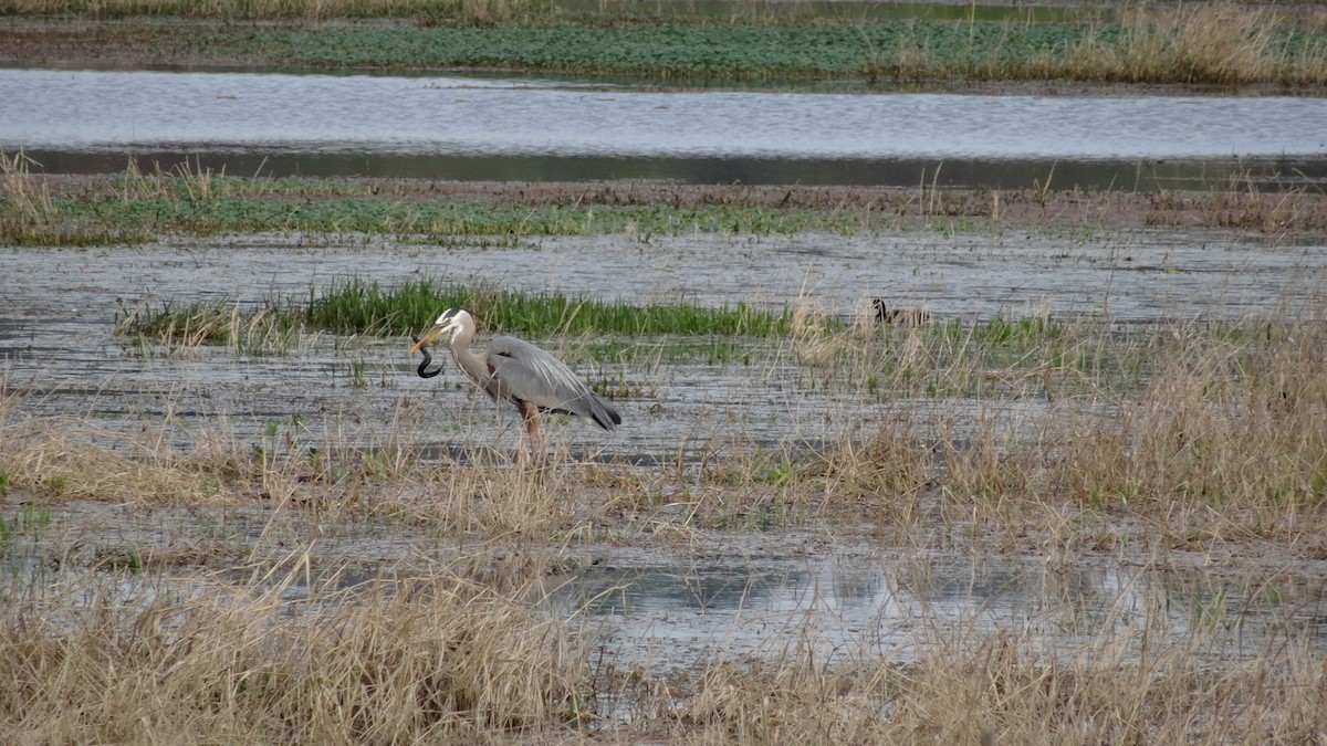 Great Blue Heron (Great Blue) - ML614809879