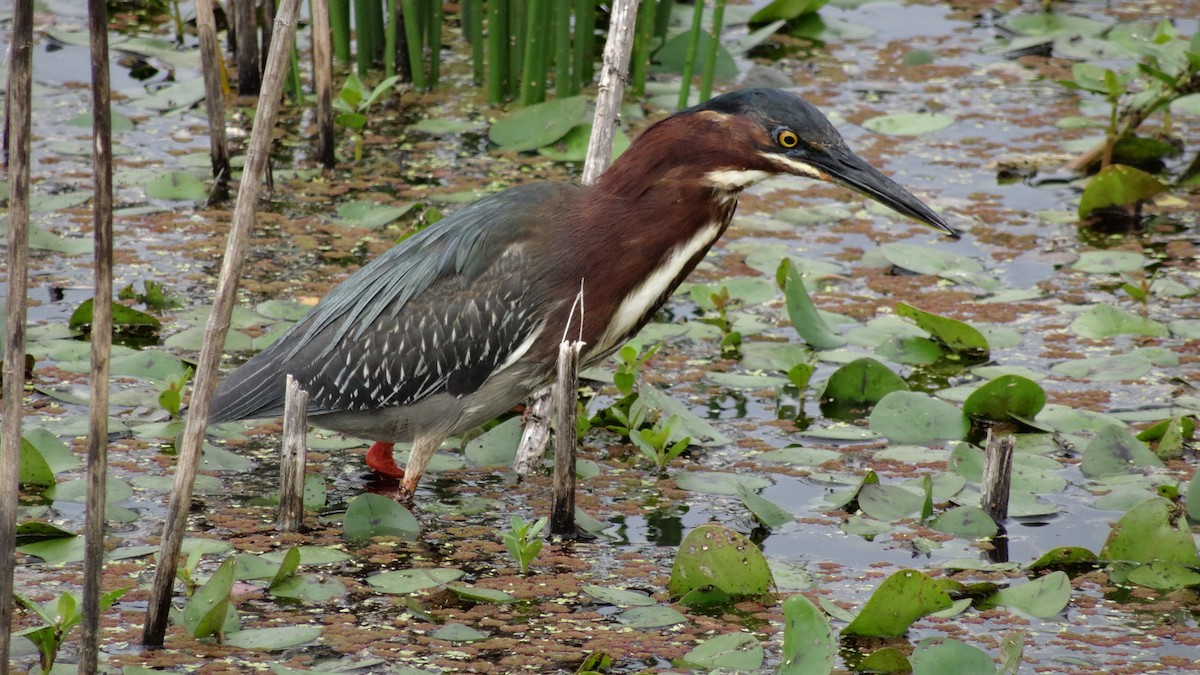 Green Heron - ML614809891