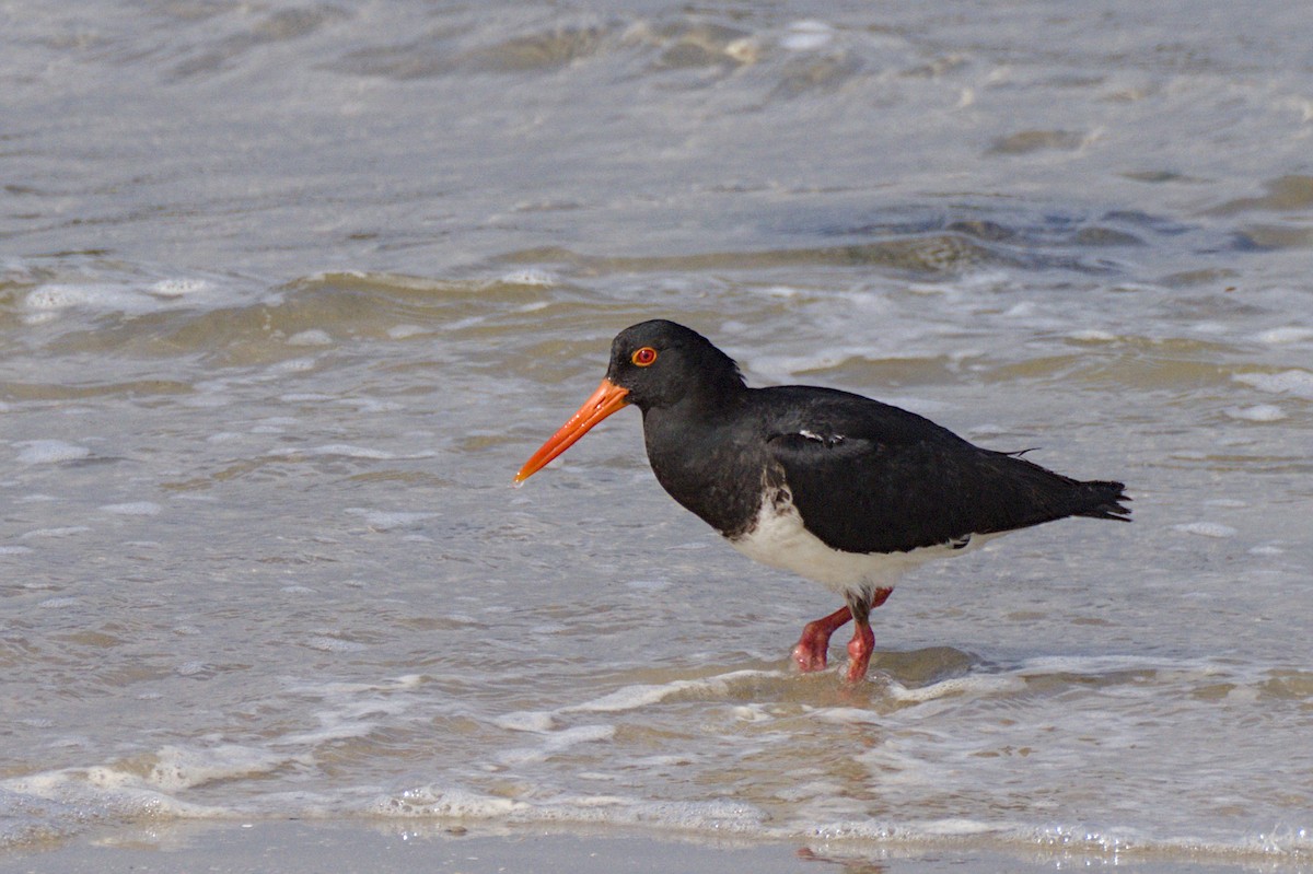 Chatham Oystercatcher - ML614809896