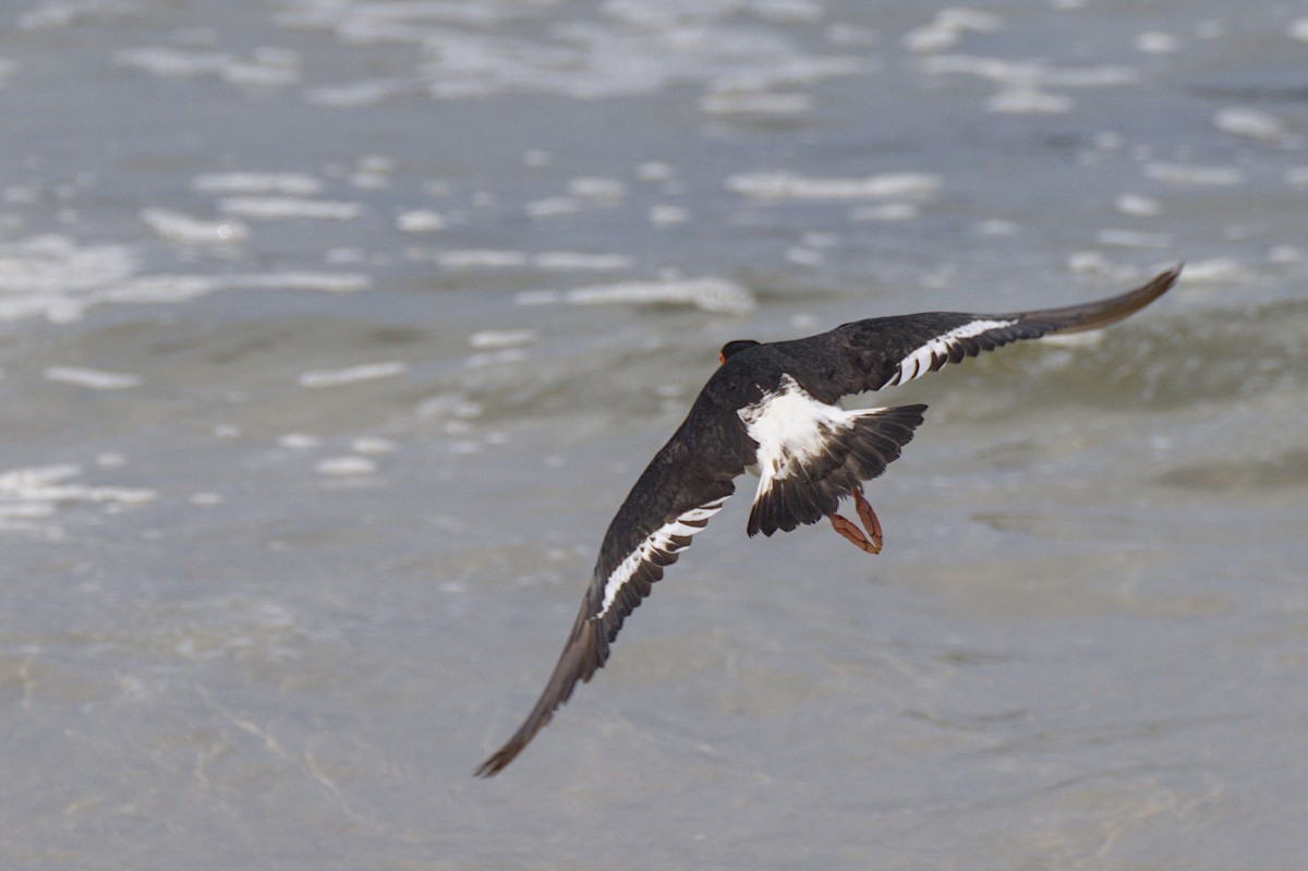 Chatham Oystercatcher - ML614809914