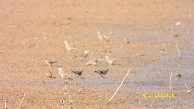 Calandra Lark - ML614809972