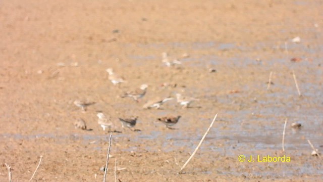 עפרוני ענק - ML614809972