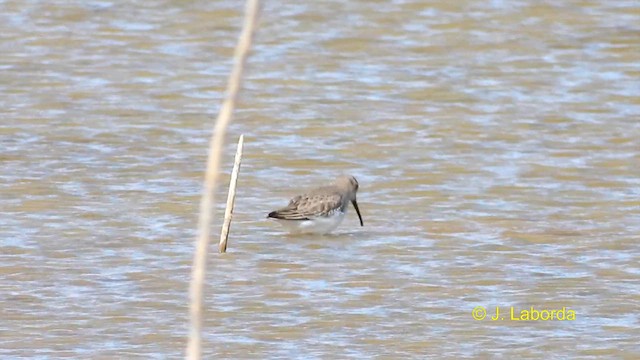 Dunlin - ML614809993