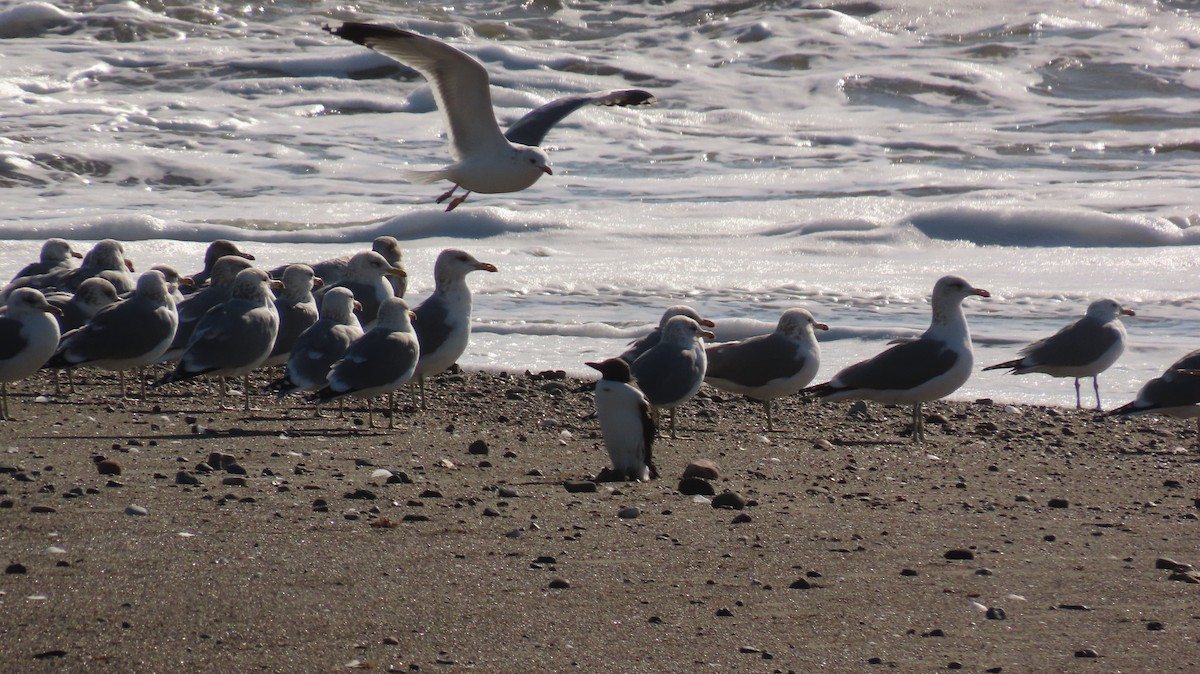 Common Murre - Petra Clayton