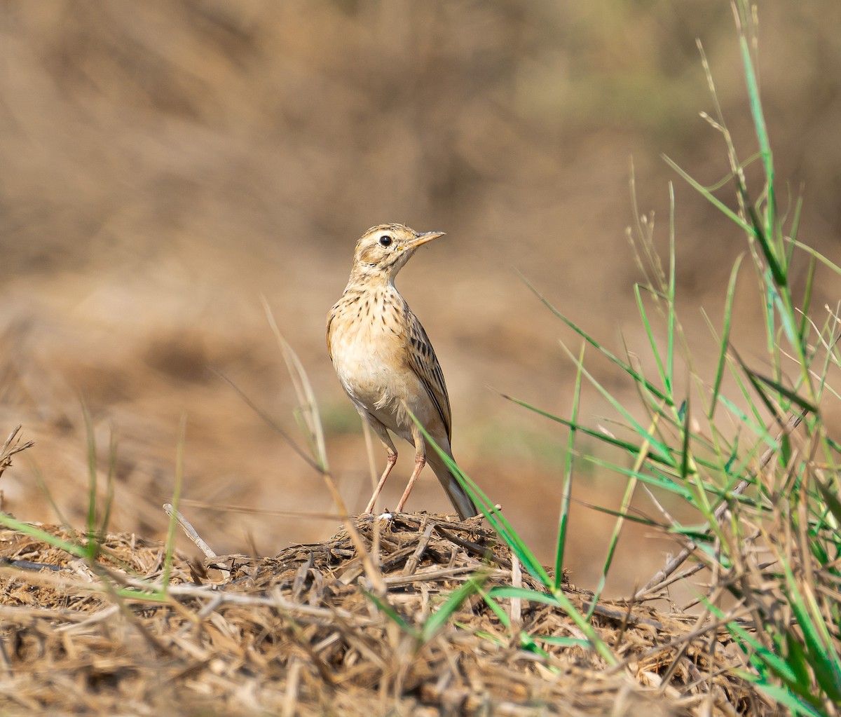 Paddyfield Pipit - ML614810038