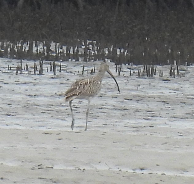 Far Eastern Curlew - ML614810145