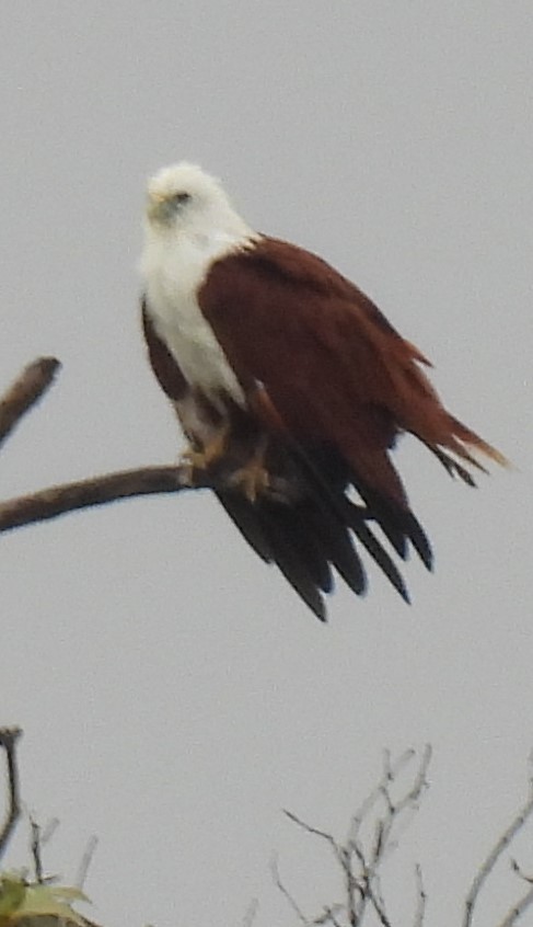 Brahminy Kite - ML614810147