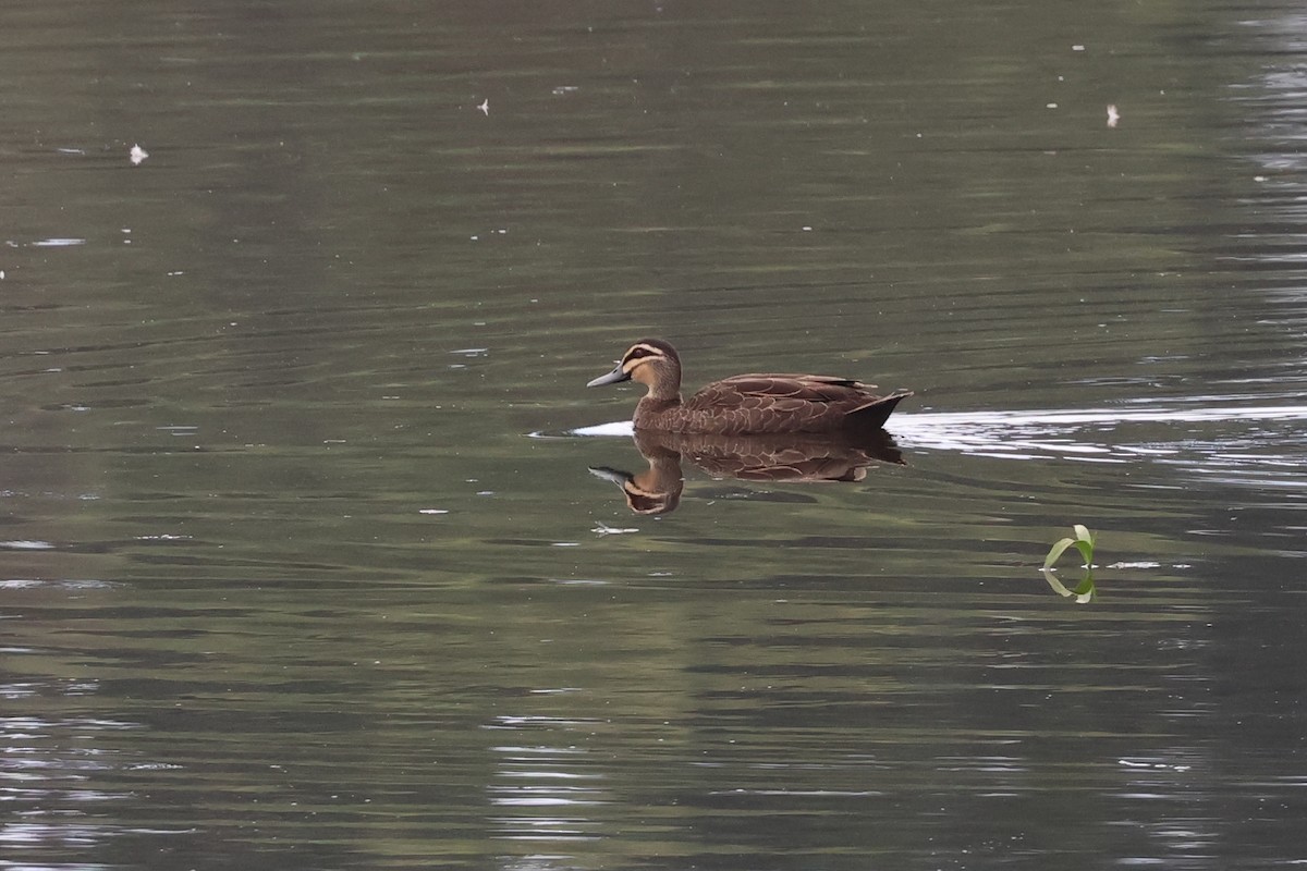 Pacific Black Duck - ML614810155