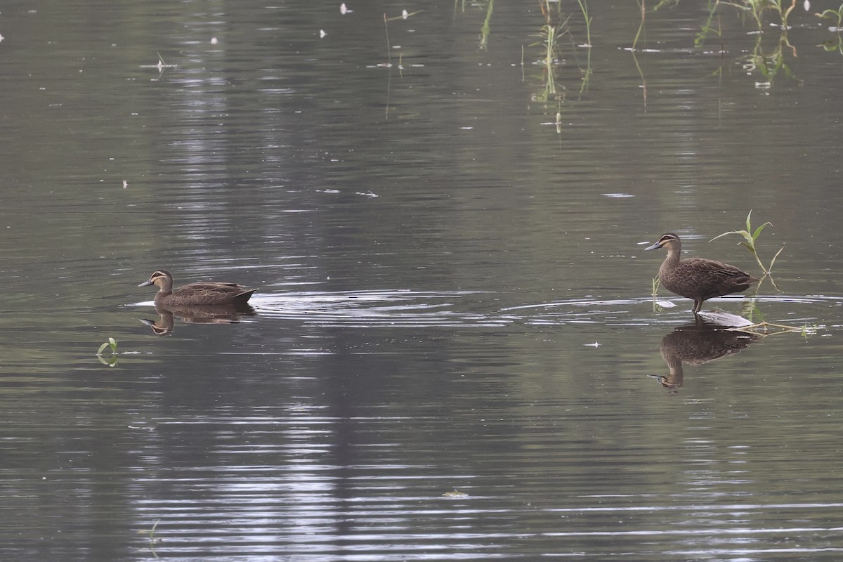 Pacific Black Duck - ML614810157