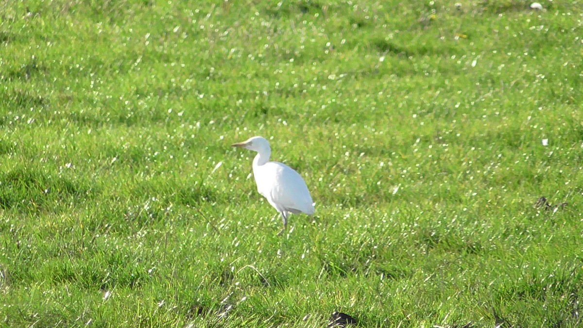 Western Cattle Egret - ML614810247