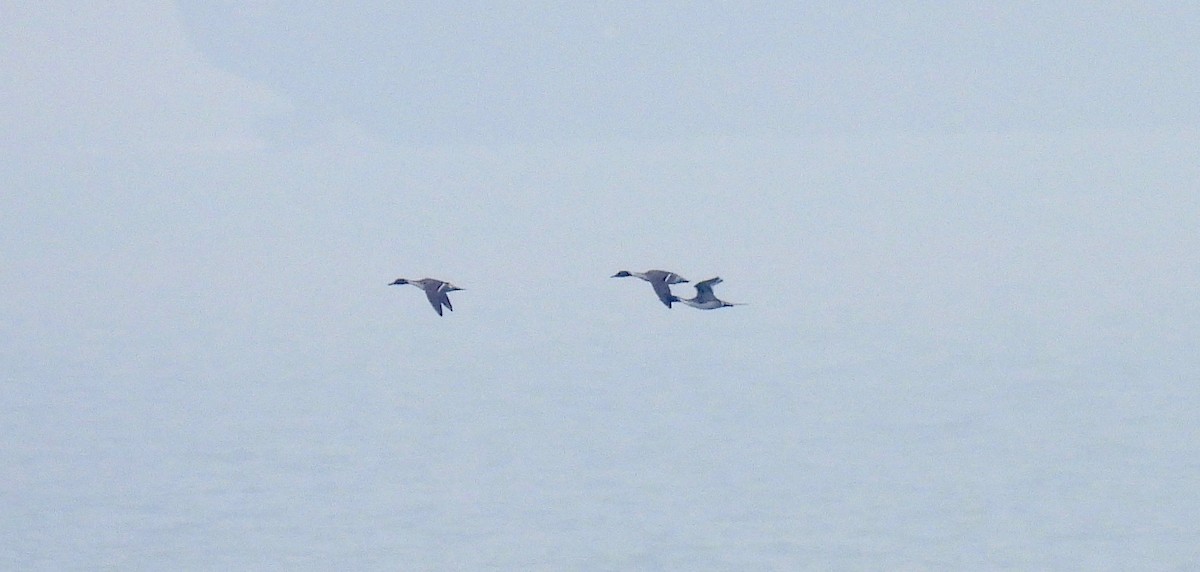 Northern Pintail - ML614810304