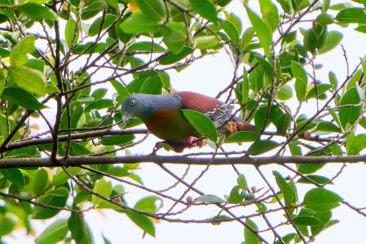 Little Green-Pigeon - ML614810326