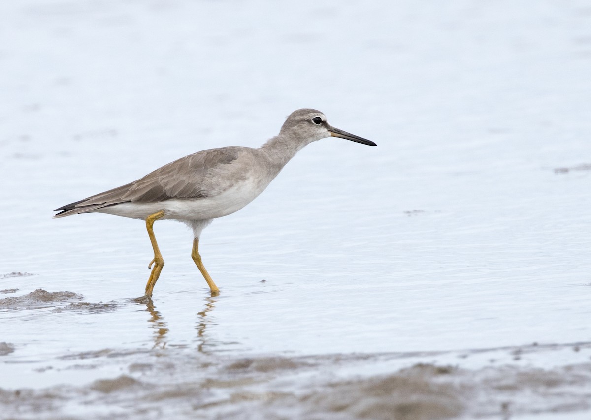 Gray-tailed Tattler - ML614810364