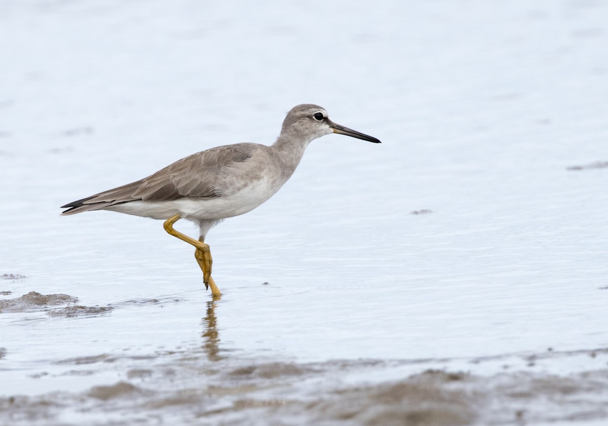 Gray-tailed Tattler - Chris Barnes